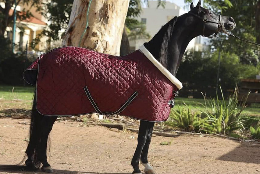 Quilted Kentucky Rug